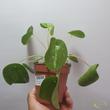 Pilea peperomioides Variegata