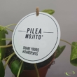 Pilea peperomioides Mojito