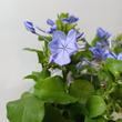 Plumbago auriculata