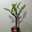 Plumeria Hawaiian Opal Pink