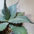 Agave parry