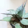 Agave parry