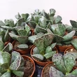 Adromischus cooperi