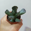 Adromischus cooperi