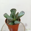 Adromischus cooperi