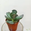 Adromischus cooperi