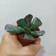 Adromischus cooperi