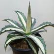 Agave americana variegata