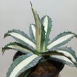Agave americana variegata