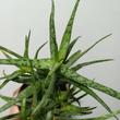Aloe Spider