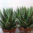 Aloe Tiki Tahi