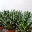 Aloe Tiki Tahi