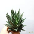 Aloe Tiki Tahi