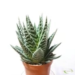 Aloe Tiki Tahi