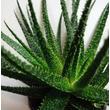 Aloe Fountain Green