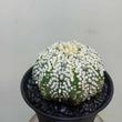 Astrophytum asterias