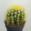 Echinocactus grusonii