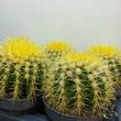 Echinocactus grusonii