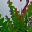 Epiphyllum anguliger
