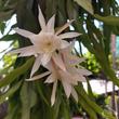 Epiphyllum pumilum