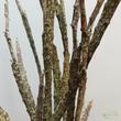 Euphorbia platyclada