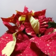 Euphorbia pulcherrima Superba New Glitter Mikulásvirág
