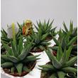Haworthia Concolor