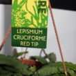 Lepismium cruciforme Red Tip