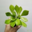 Monadenium rubell Double Green