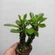 Monadenium rubell Guentheri
