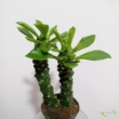 Monadenium rubell Guentheri