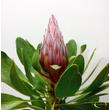 Protea Little Prince
