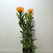 Leucospermum Ayoba Sun