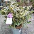 Rhododendron Ponticum variegata