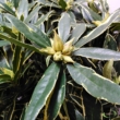 Rhododendron Ponticum variegata