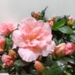 Rhododendron (Simsii Grp) Hortinno Christine Matton