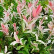 Salix integra Flamingo