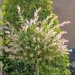 Salix integra Flamingo