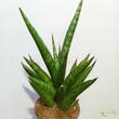 Sansevieria Cylindrica Starshooter