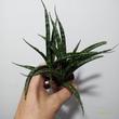 Sansevieria Fernwood Punk