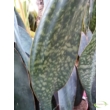 Sansevieria masoniana Victoria (Multi leaf)