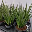 Sansevieria hybrid Sansiam Kichaka