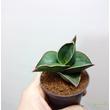 Sansevieria Samurai Dwarf (S. ehrenbergii)