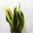 Sansevieria trifasciata Golden Flame
