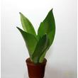 Sansevieria trifasciata Moonshine