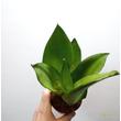 Sansevieria trifasciata Moonshine