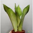 Sansevieria trifasciata Moonshine