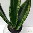 Sansevieria trifasciata Whitney Silver Flame
