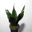 Sansevieria trifasciata Whitney Silver Flame