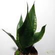 Sansevieria trifasciata Whitney Silver Flame
